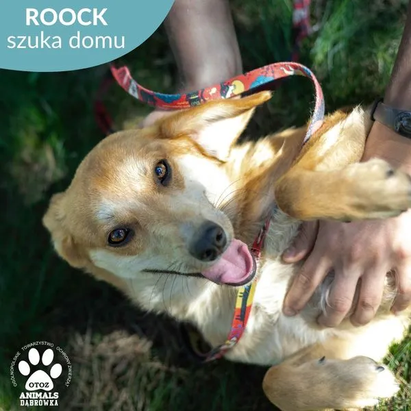 Pies do adopcji, Dąbrówka, 30 maja 2024 (2/5)