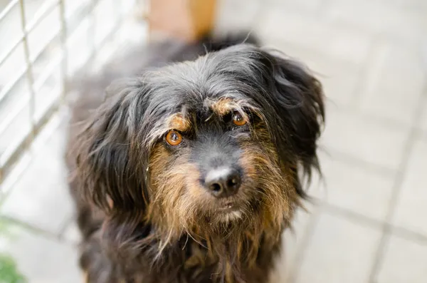 Oddam psa, Olsztyn, Pozorty, 30 maja 2024 (1/3)