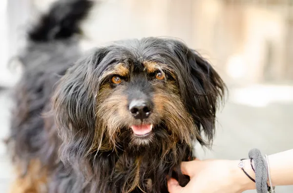 Oddam psa, Olsztyn, Pozorty, 30 maja 2024 (3/3)