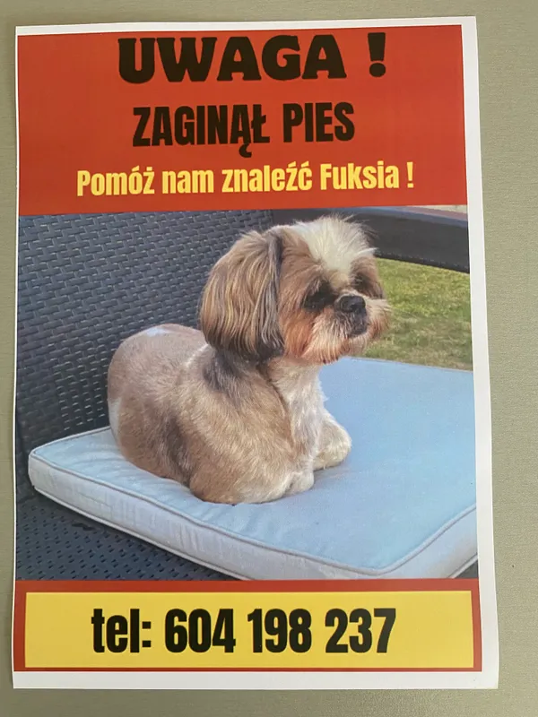 Zaginął pies, Opoczno, 30 maja 2024 (1/3)