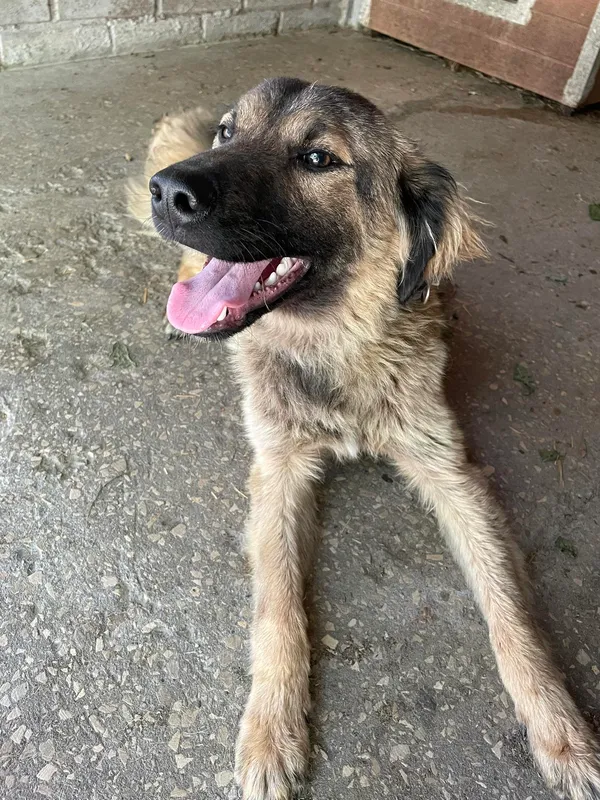 Pies do adopcji, Kielce, 30 maja 2024