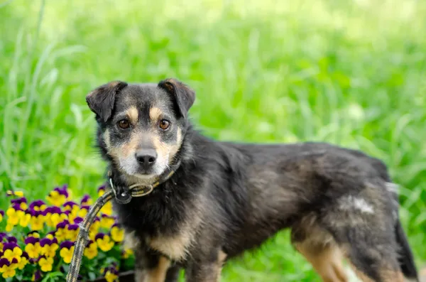 Oddam psa, Olsztyn, Brzeziny, 30 maja 2024 (1/5)