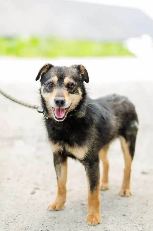 Oddam psa, Olsztyn, Brzeziny, 30 maja 2024 (2/5)