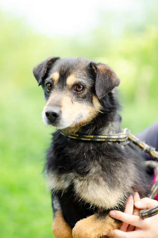 Oddam psa, Olsztyn, Brzeziny, 30 maja 2024 (4/5)