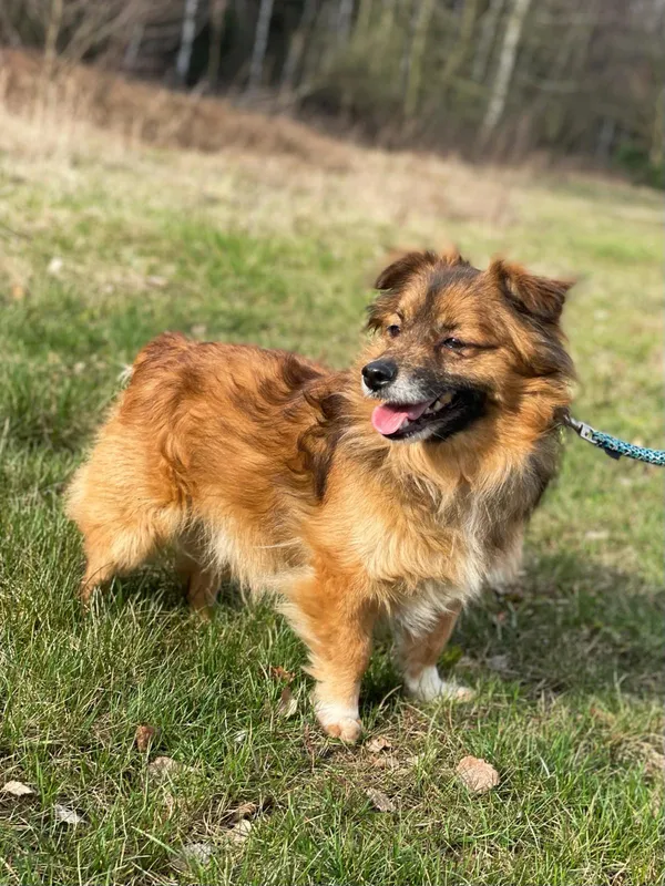 Pies do adopcji, Pieczyska, 30 maja 2024 (2/5)