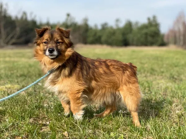 Pies do adopcji, Pieczyska, 30 maja 2024 (3/5)