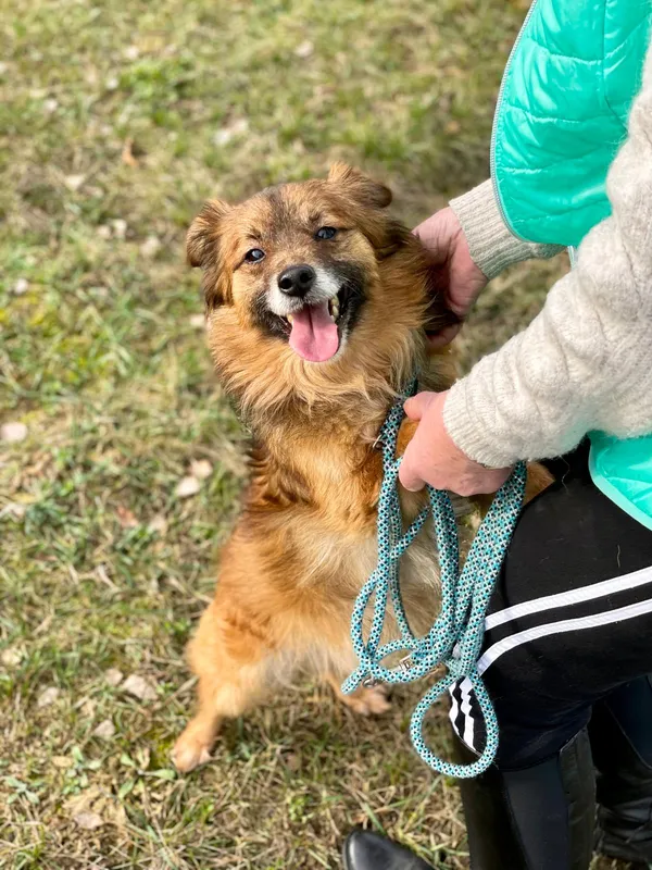 Pies do adopcji, Pieczyska, 30 maja 2024 (4/5)