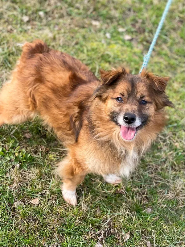 Pies do adopcji, Pieczyska, 30 maja 2024 (5/5)