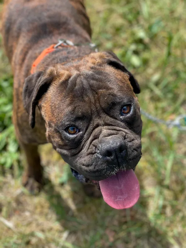 Pies do adopcji, Pieczyska, 30 maja 2024 (2/5)