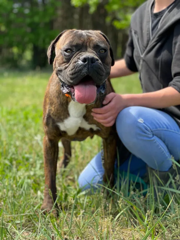 Pies do adopcji, Pieczyska, 30 maja 2024 (4/5)