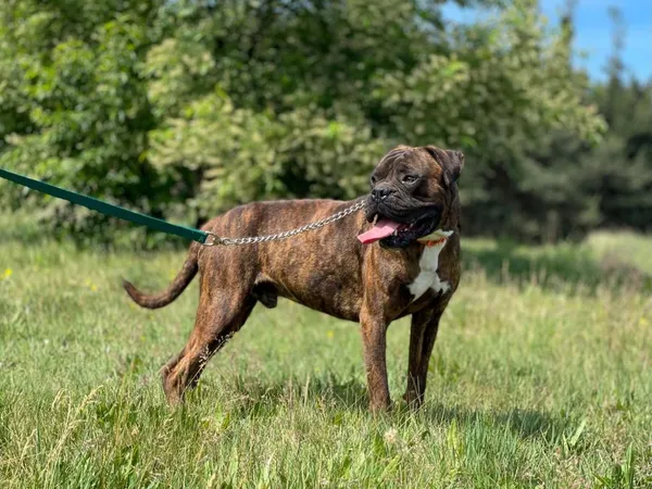 Pies do adopcji, Pieczyska, 30 maja 2024 (5/5)