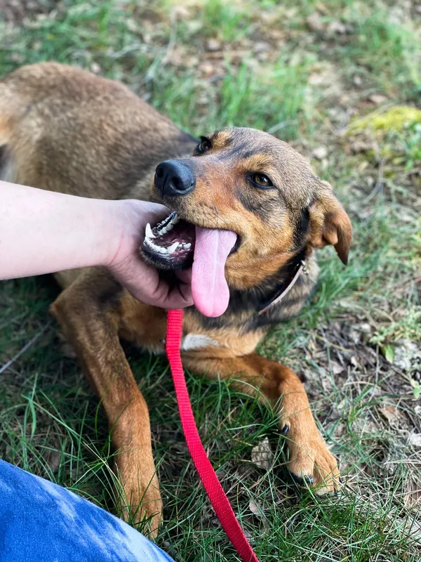 Pies do adopcji, Pieczyska, 30 maja 2024 (5/5)