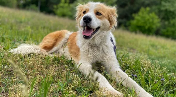 Pies do adopcji, Pieczyska, 30 maja 2024 (1/5)