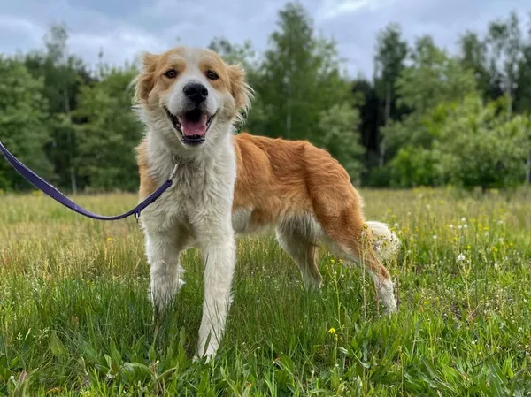 Pies do adopcji, Pieczyska, 30 maja 2024 (3/5)