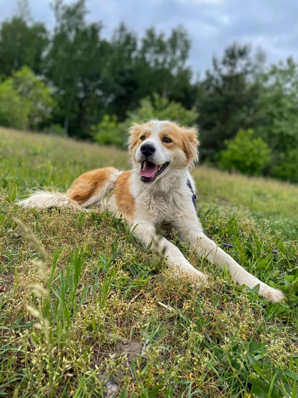 Pies do adopcji, Pieczyska, 30 maja 2024 (4/5)