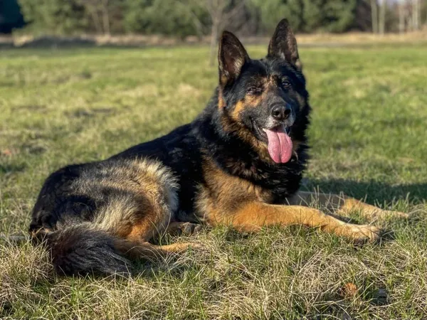 Pies do adopcji, Pieczyska, 30 maja 2024 (2/5)