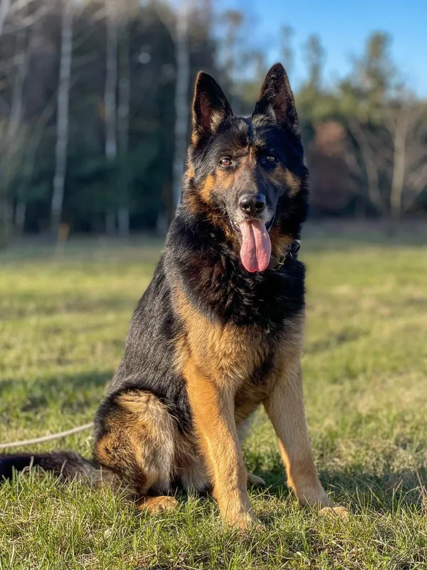 Pies do adopcji, Pieczyska, 30 maja 2024 (3/5)