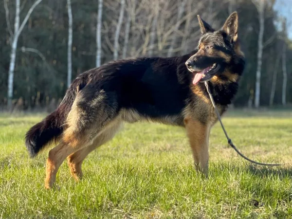 Pies do adopcji, Pieczyska, 30 maja 2024 (4/5)