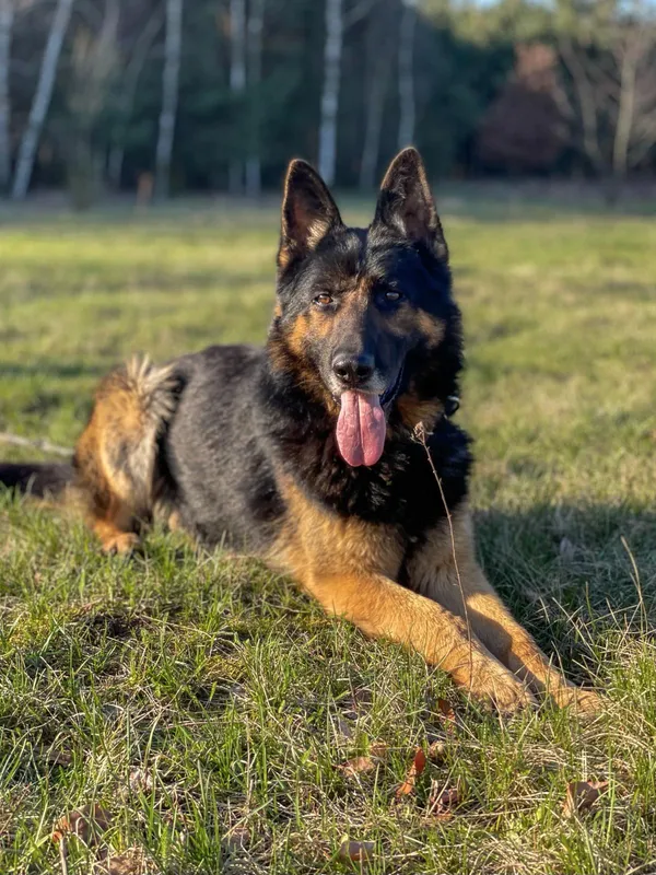 Pies do adopcji, Pieczyska, 30 maja 2024 (5/5)