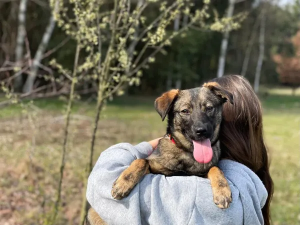 Pies do adopcji, Pieczyska, 30 maja 2024 (2/5)