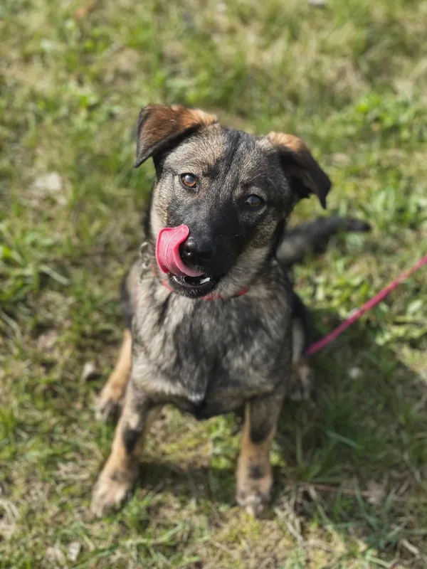 Pies do adopcji, Pieczyska, 30 maja 2024 (5/5)