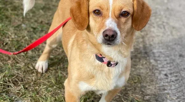 Pies do adopcji, Pieczyska, 30 maja 2024 (1/5)