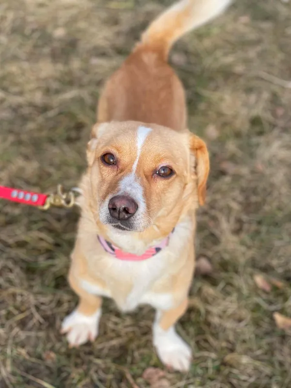 Pies do adopcji, Pieczyska, 30 maja 2024 (3/5)