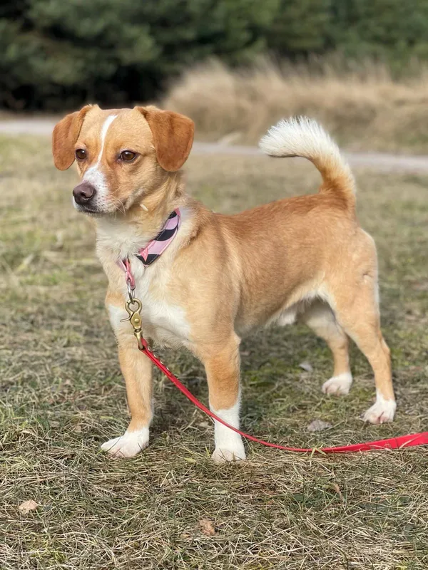 Pies do adopcji, Pieczyska, 30 maja 2024 (4/5)