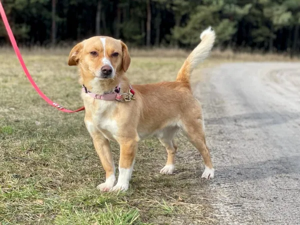 Pies do adopcji, Pieczyska, 30 maja 2024 (5/5)