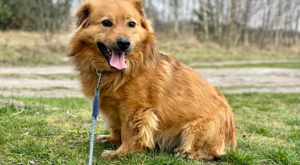 Pies do adopcji, Pieczyska, 30 maja 2024 (1/5)