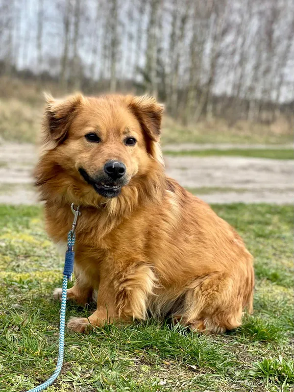 Pies do adopcji, Pieczyska, 30 maja 2024 (2/5)