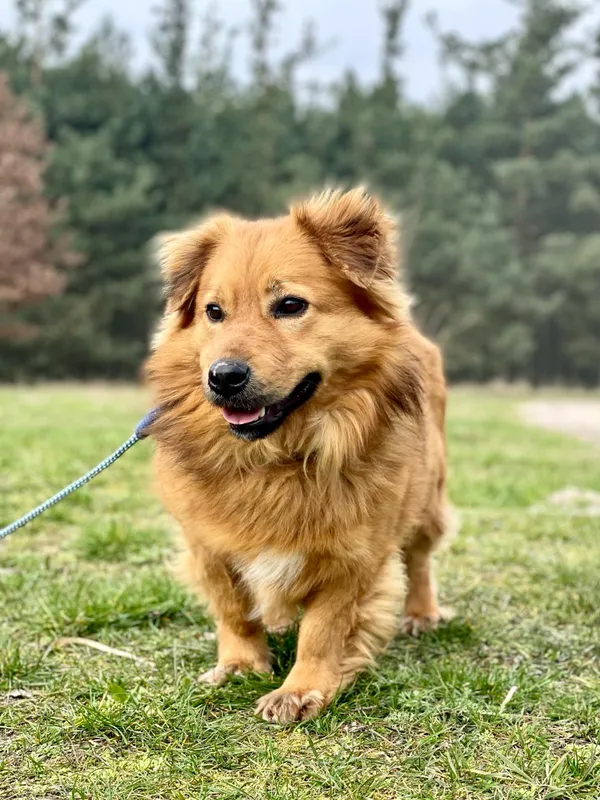 Pies do adopcji, Pieczyska, 30 maja 2024 (4/5)