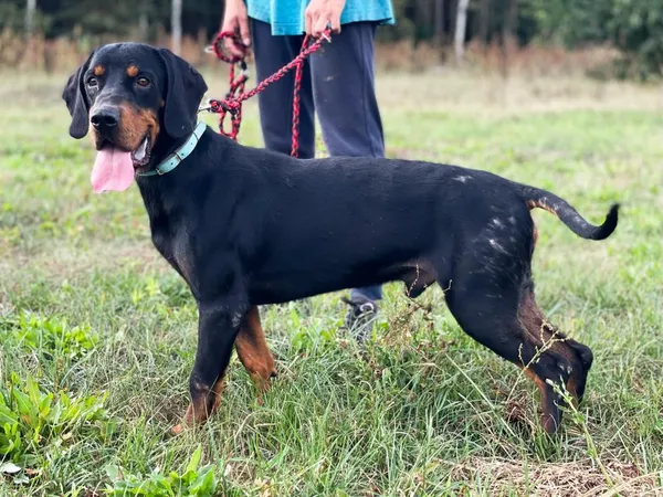 Pies do adopcji, Pieczyska, 30 maja 2024 (2/5)