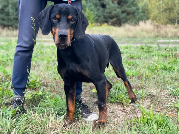 Pies do adopcji, Pieczyska, 30 maja 2024 (3/5)