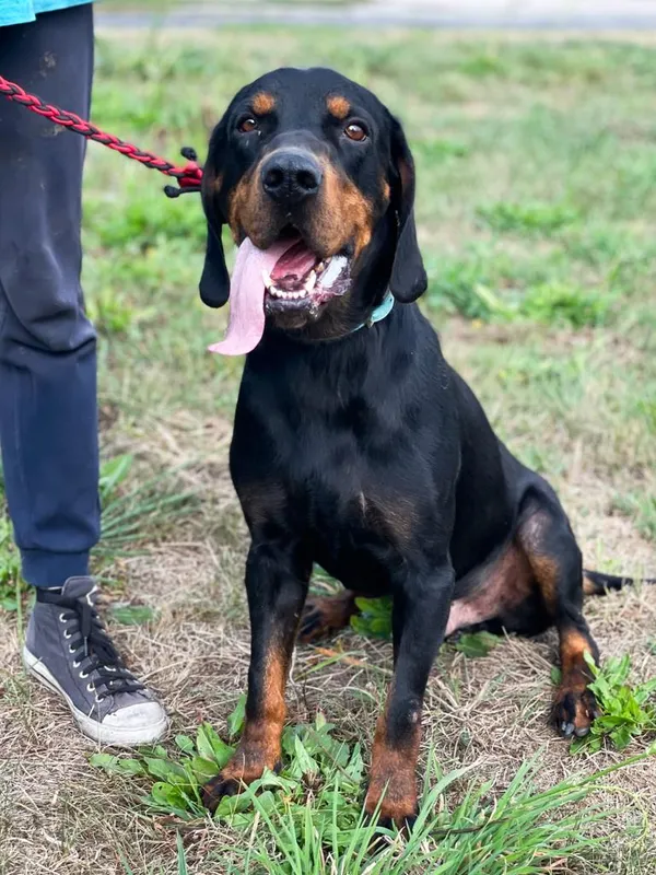 Pies do adopcji, Pieczyska, 30 maja 2024 (4/5)