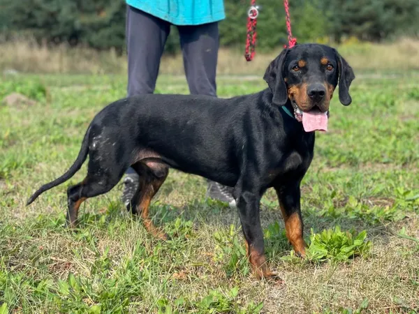 Pies do adopcji, Pieczyska, 30 maja 2024 (5/5)