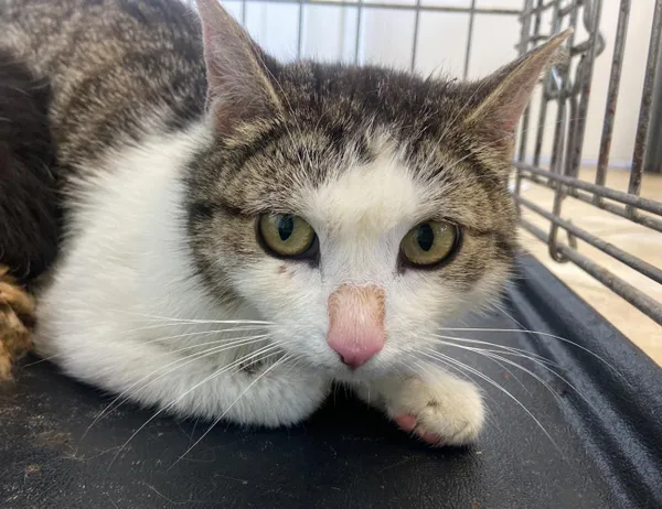 Znaleziono kota, Świdnica, 29 maja 2024