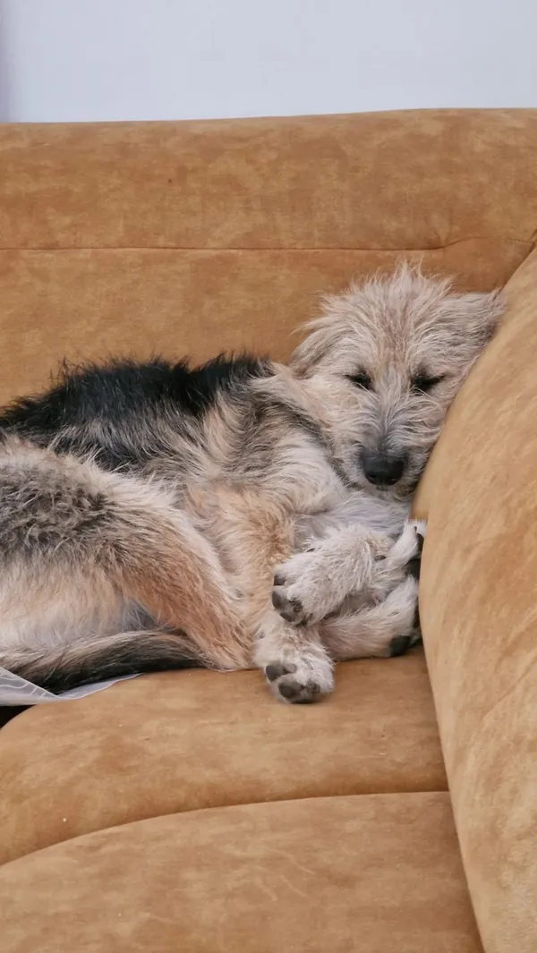 Zaginął pies, Łódź, 31 maja 2024