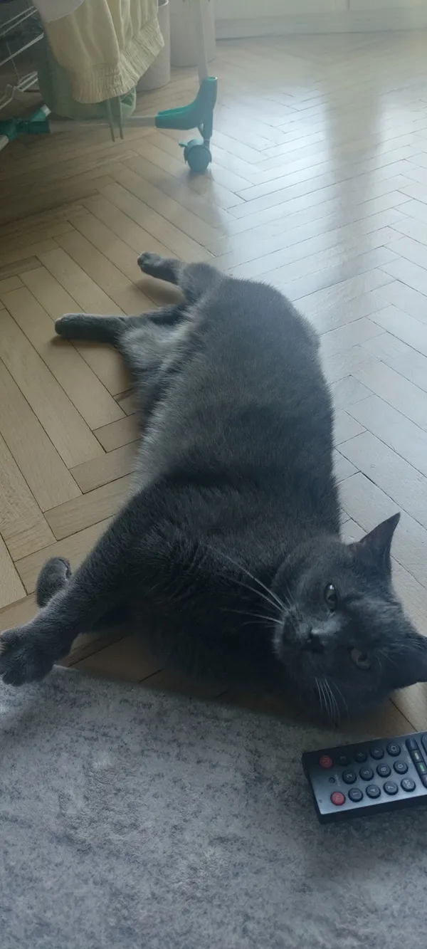 Zaginął kot, Łódź, 31 maja 2024