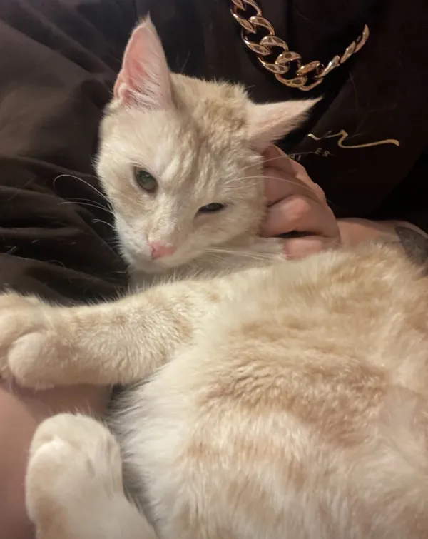 Zaginął kot, Łódź, 30 maja 2024