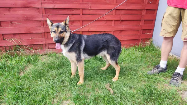 Znaleziono psa, Czartki, 31 maja 2024