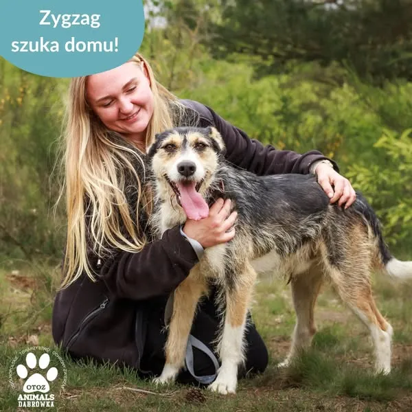 Pies do adopcji, Dąbrówka, 22 maja 2025 (2/5)