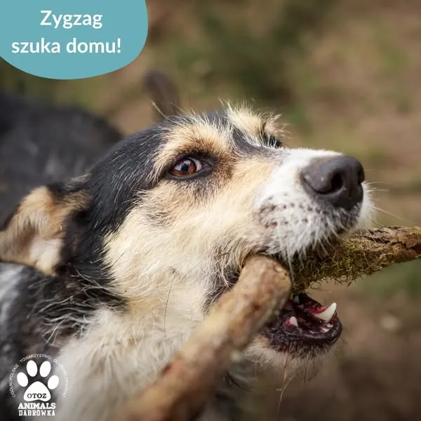 Pies do adopcji, Dąbrówka, 22 maja 2025 (3/5)