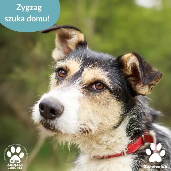 Pies do adopcji, Dąbrówka, 22 maja 2025 (4/5)