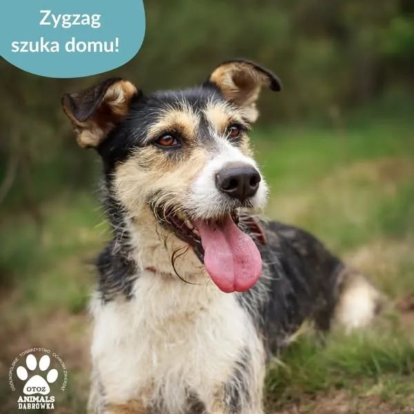 Pies do adopcji, Dąbrówka, 22 maja 2025 (5/5)