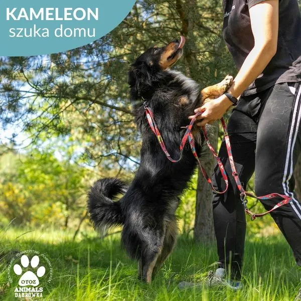 Pies do adopcji, Dąbrówka, 31 maja 2024 (2/5)