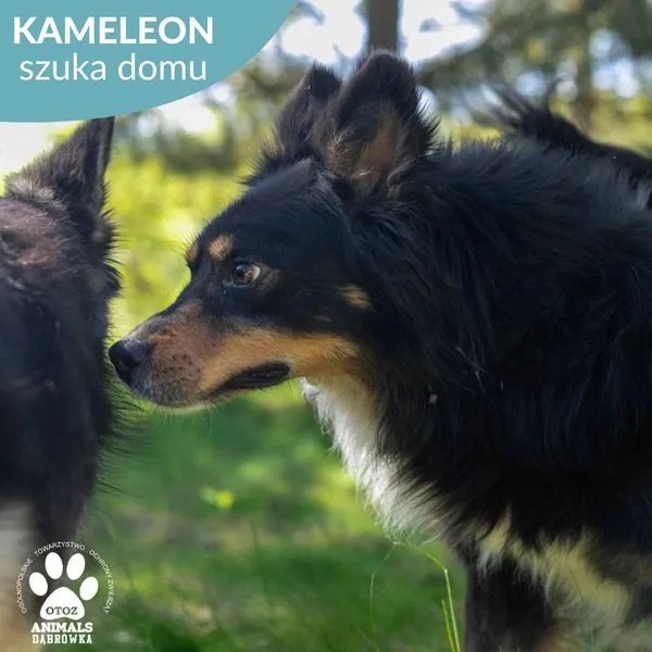 Pies do adopcji, Dąbrówka, 31 maja 2024 (3/5)