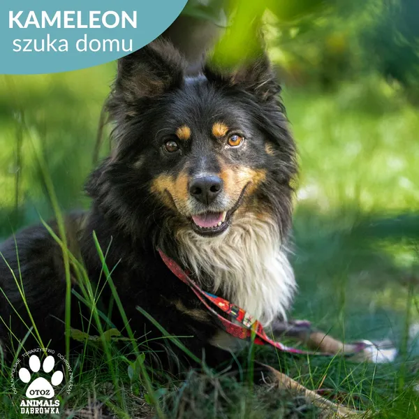 Pies do adopcji, Dąbrówka, 31 maja 2024 (5/5)