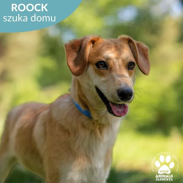 Pies do adopcji, Dąbrówka, 30 maja 2024 (1/5)