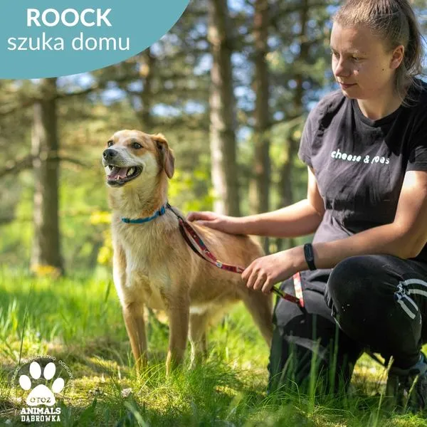 Pies do adopcji, Dąbrówka, 30 maja 2024 (3/5)